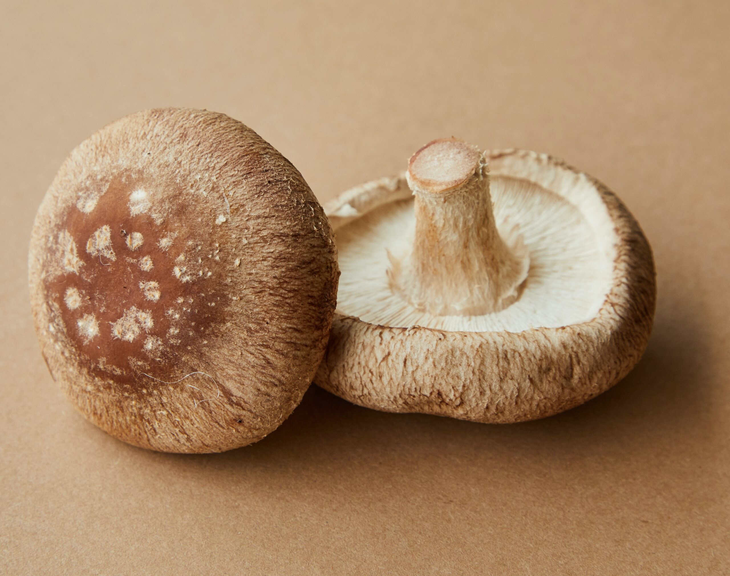 The Caring Mushroom Shiitake