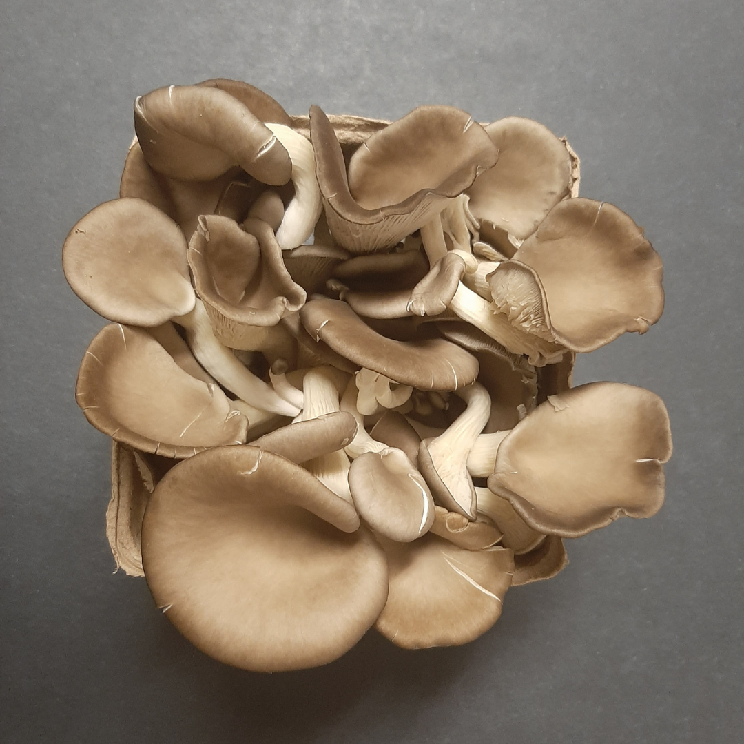 Black Oyster Mushrooms