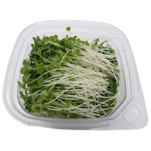 Fresh broccoli microgreens in a clear container.