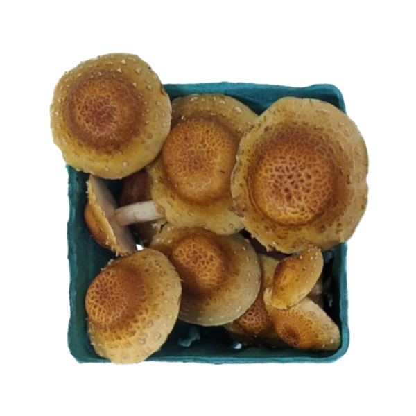 A teal carton filled with golden-brown chestnut specialty mushrooms from The Caring Mushroom Co.