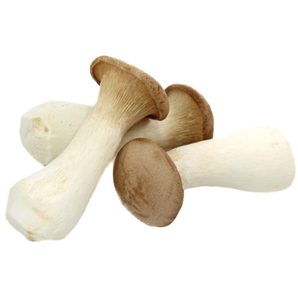 Fresh King Oyster specialty mushrooms from The Caring Mushroom Co.