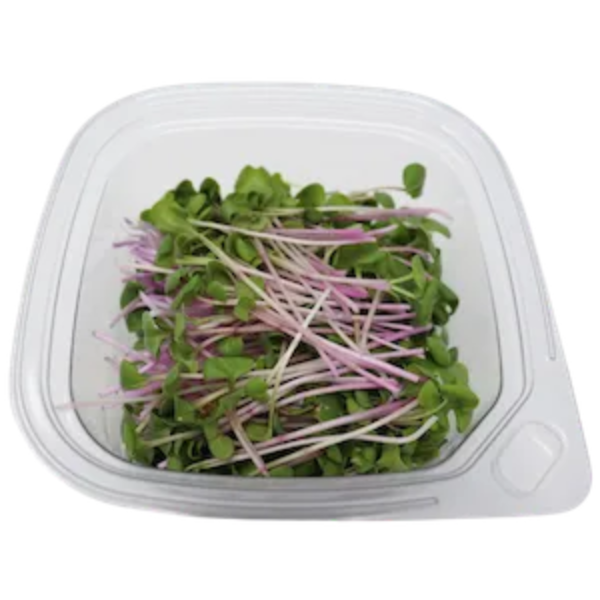 Fresh radish microgreens in a clear container.