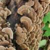 Close-Up of Turkey Tail Functional Mushrooms - TCM Co.