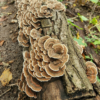 Full View of Turkey Tail Functional Mushrooms on a Log - TCM Co.